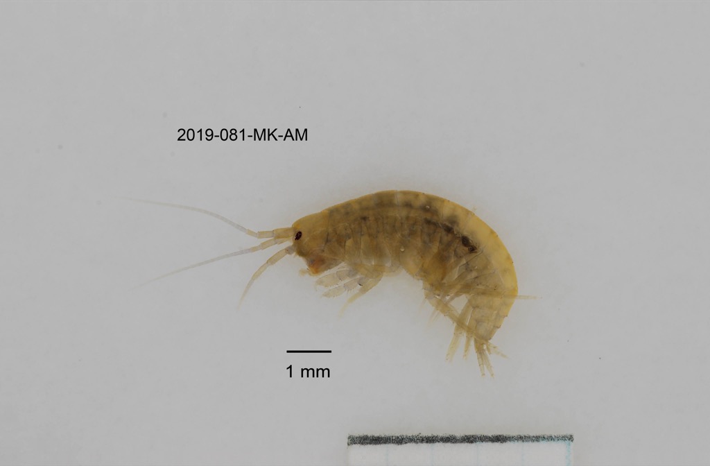 lateral