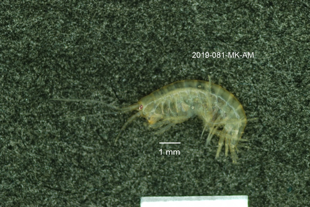 lateral