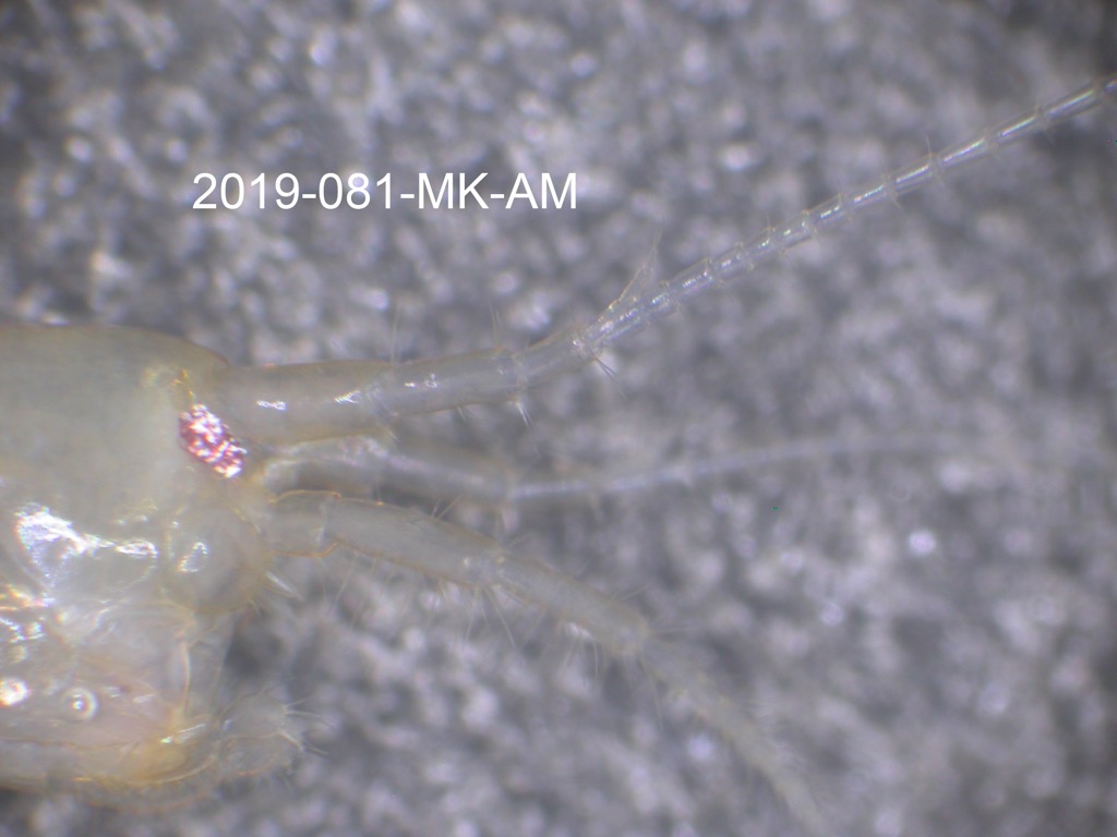 head lateral