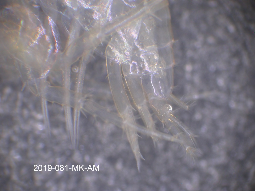 uropod lateral
