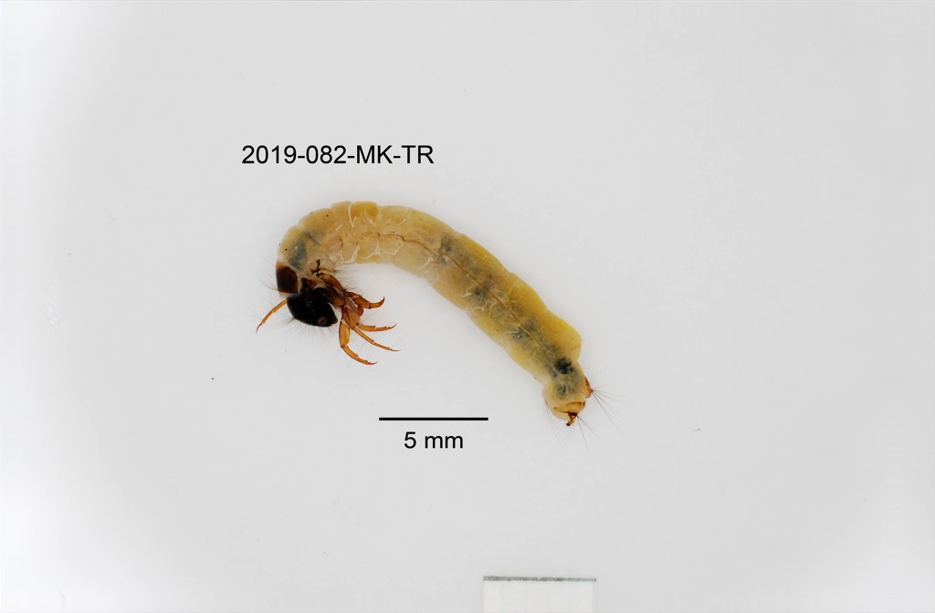 lateral