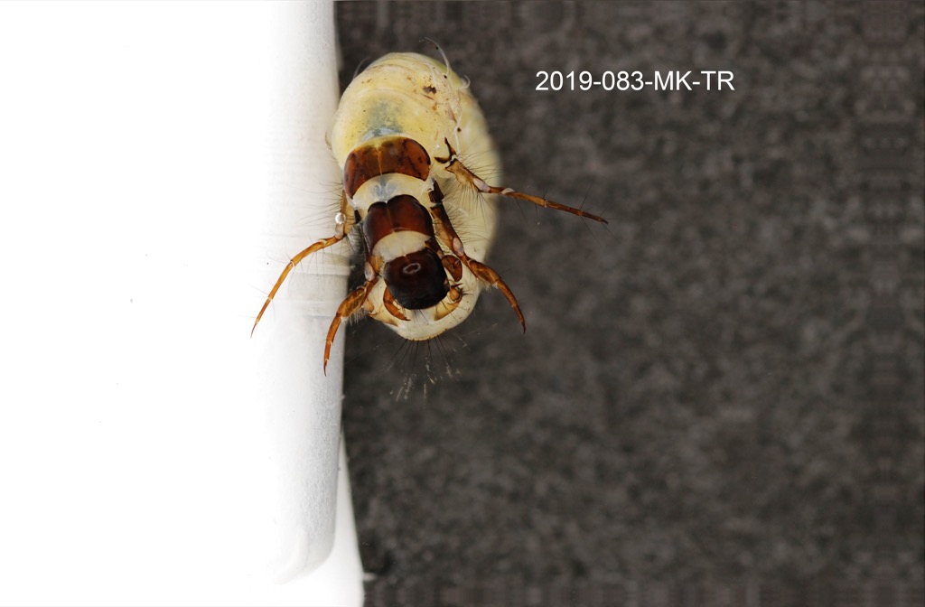 dorsal
