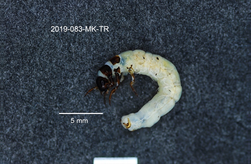 lateral
