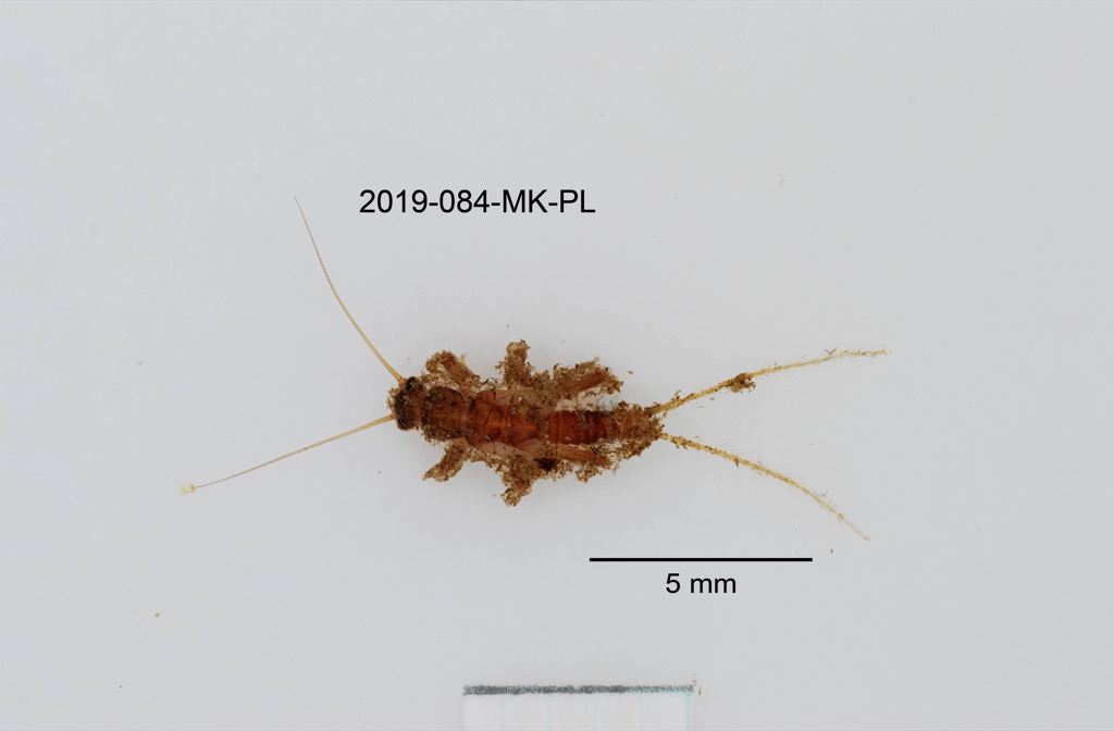 dorsal
