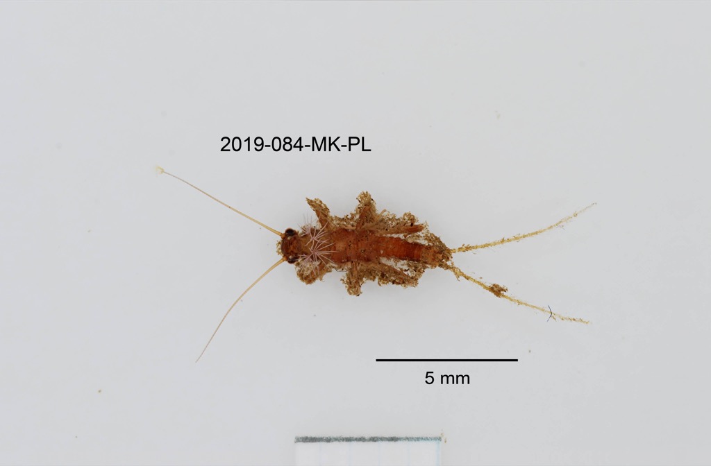 ventral