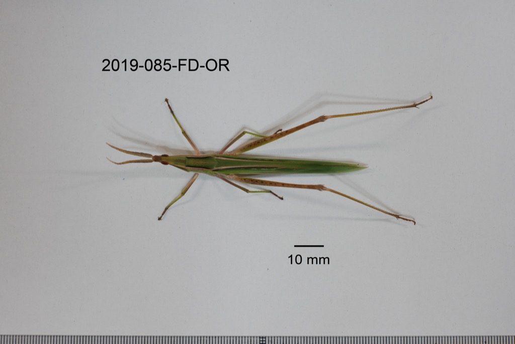 dorsal