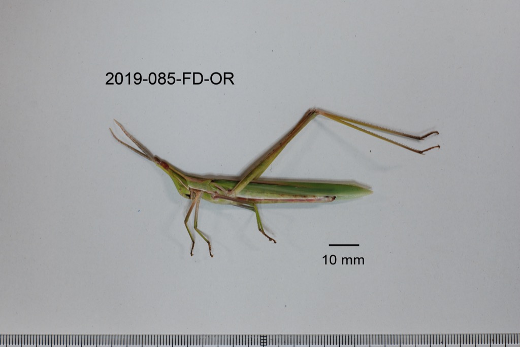 lateral
