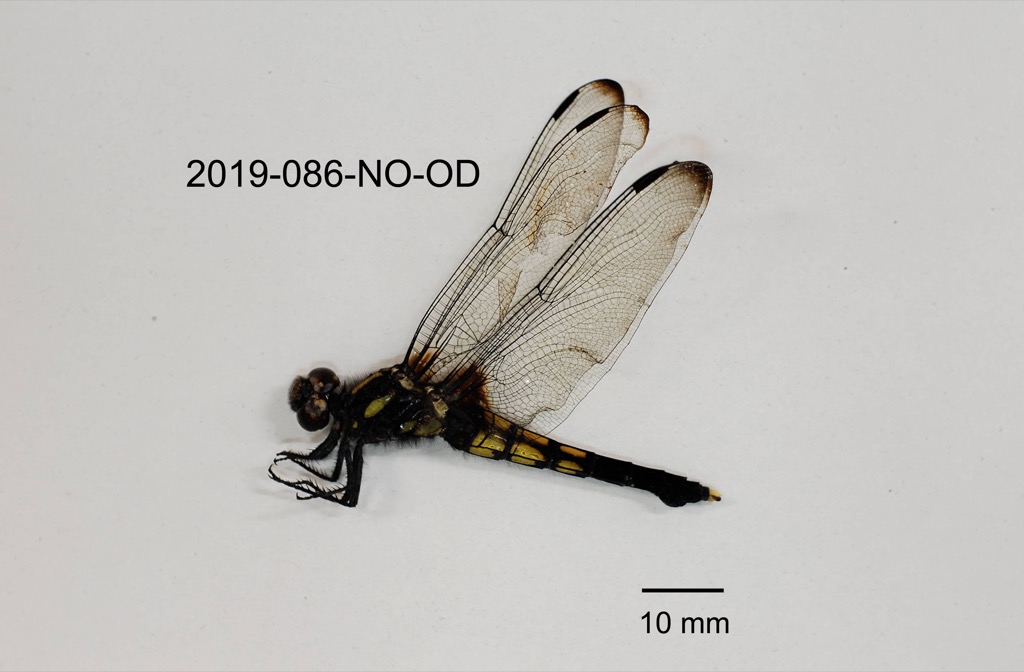 lateral