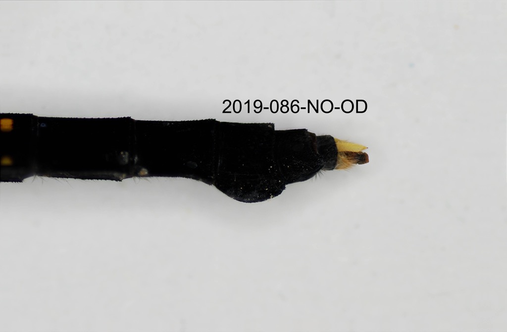 anal appendages lateral