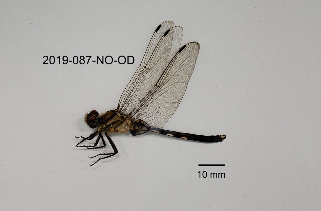 lateral