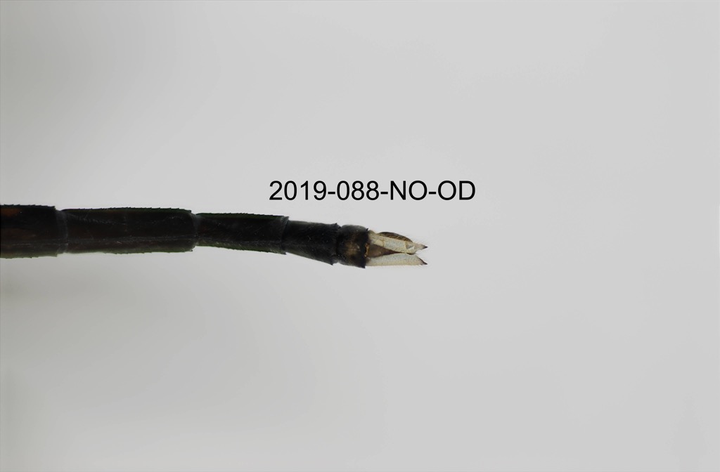 anal appendages dorsal