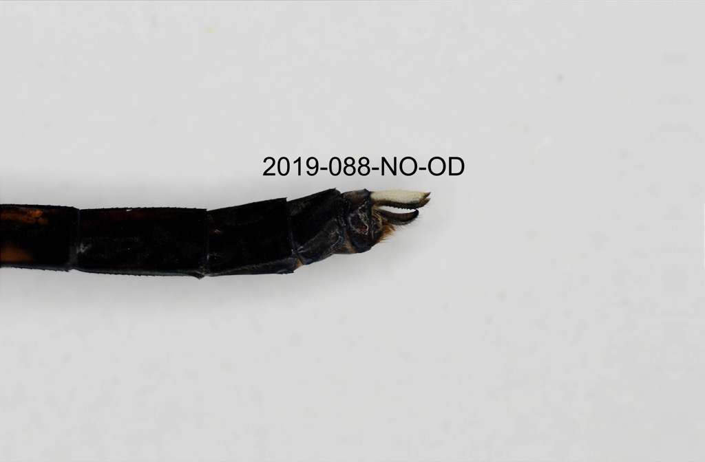 anal appendages lateral