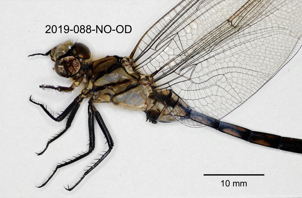 head and thorax lateral