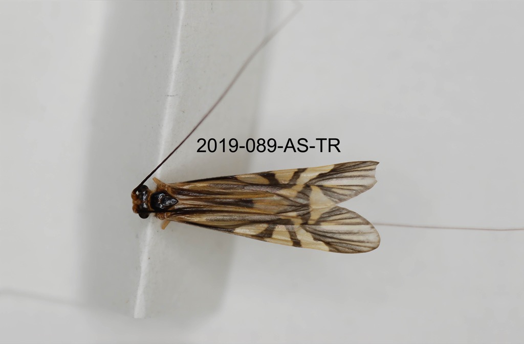 dorsal