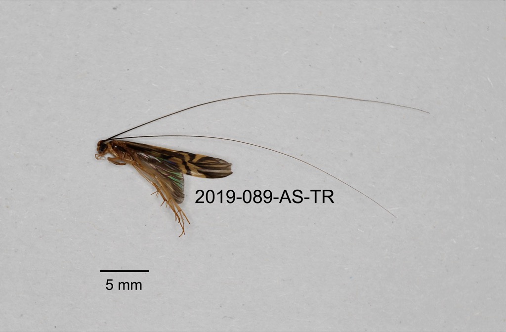 lateral