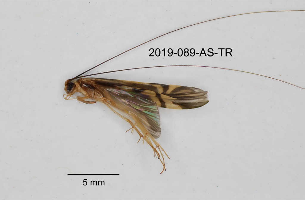 lateral