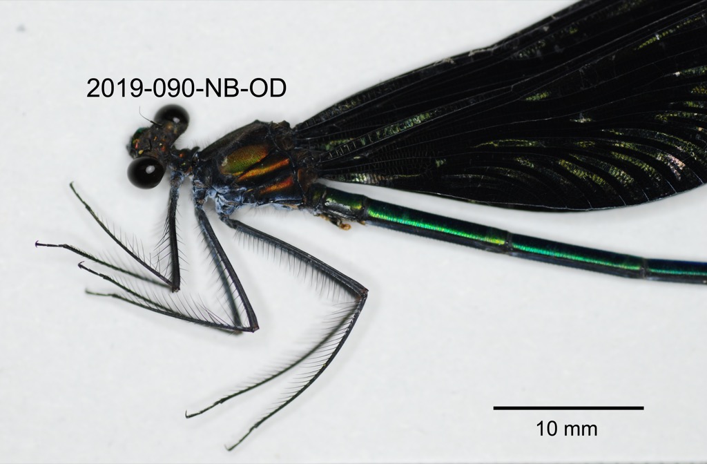 head and thorax lateral