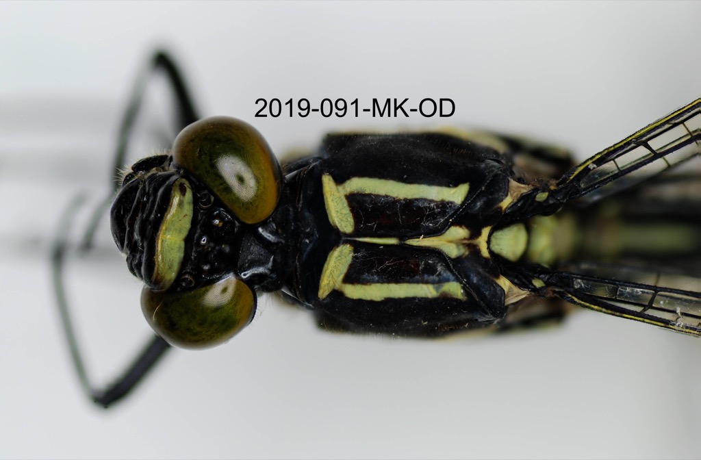head and thorax dorsal