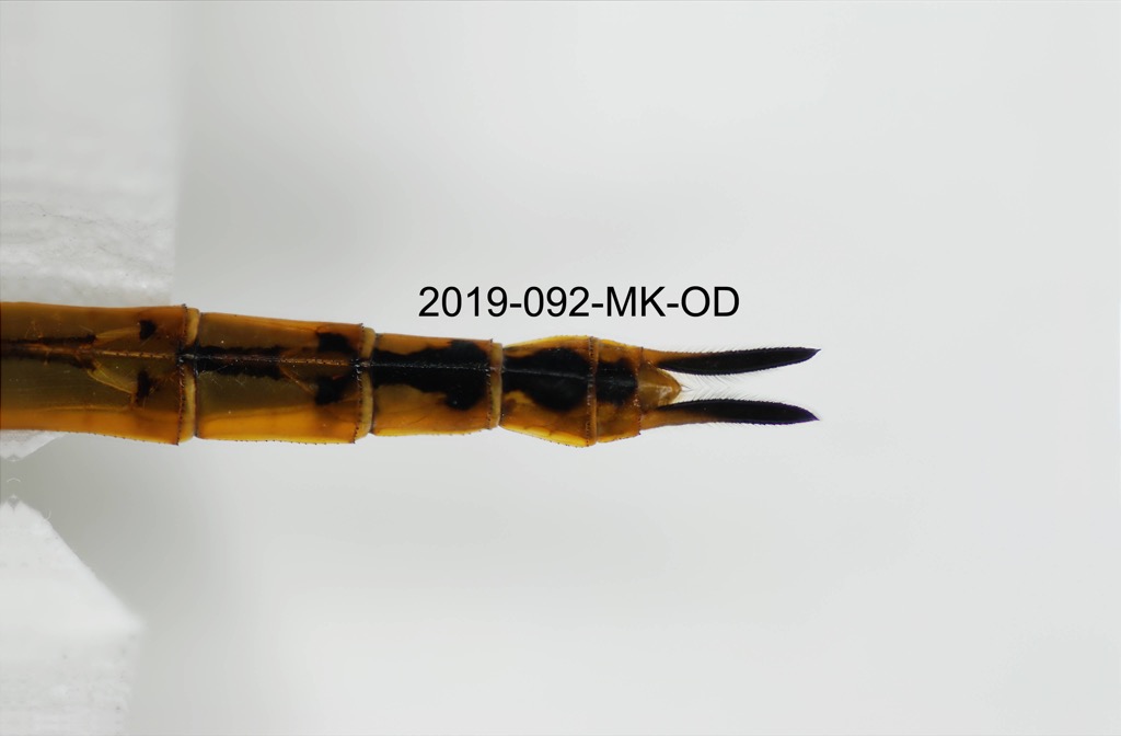 anal appendages dorsal