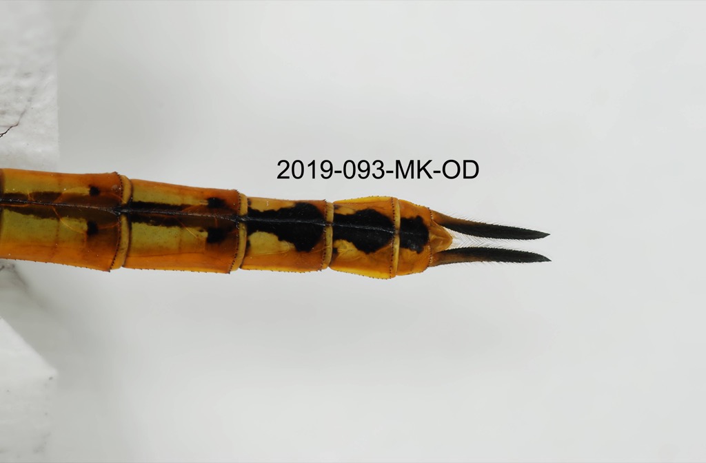 anal appendages dorsal