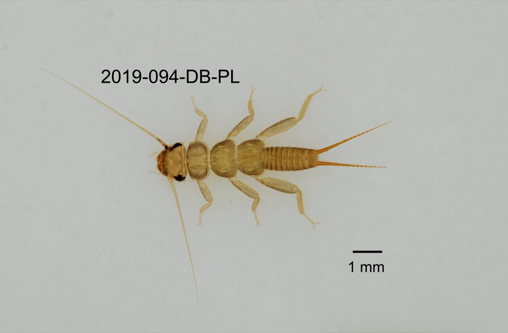 dorsal