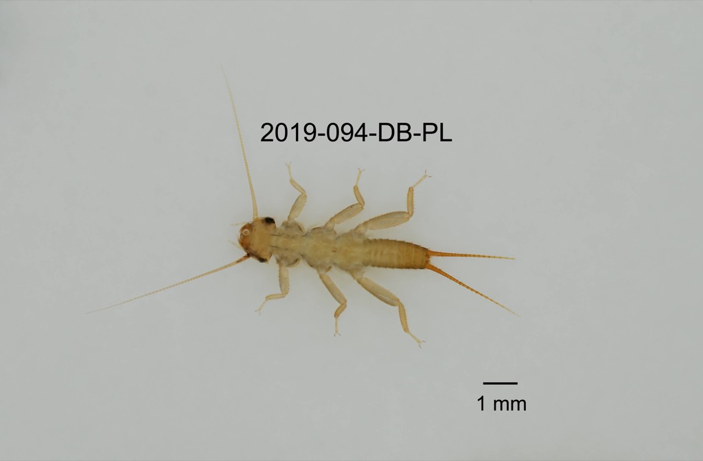 ventral