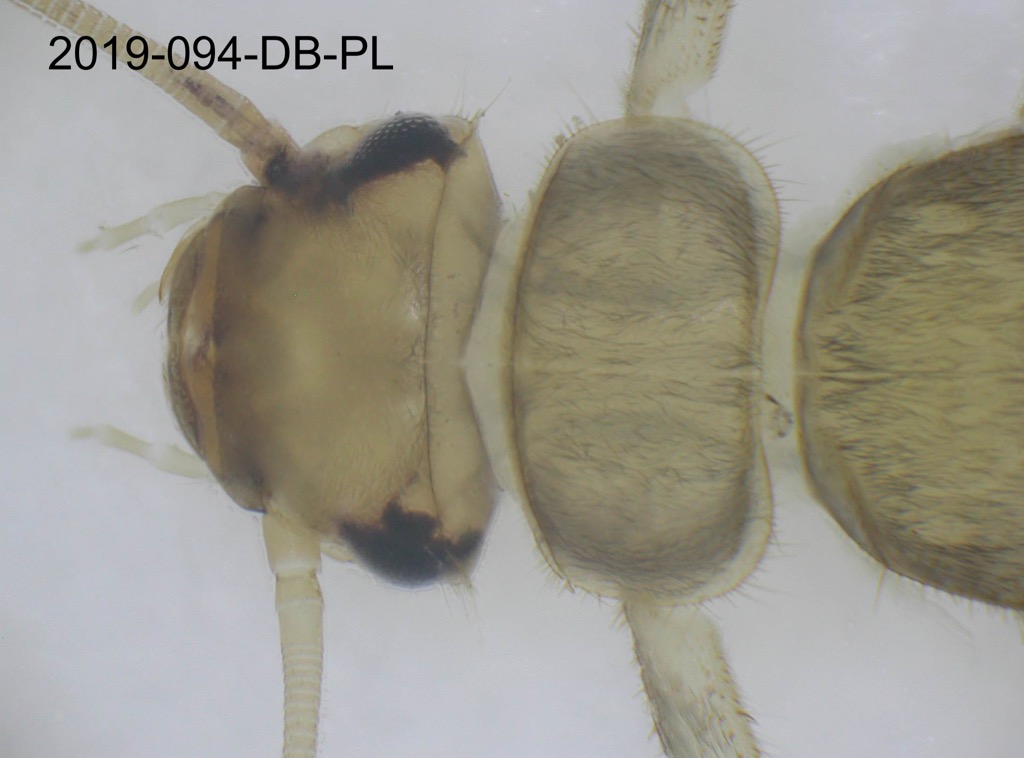 head and thorax dorsal