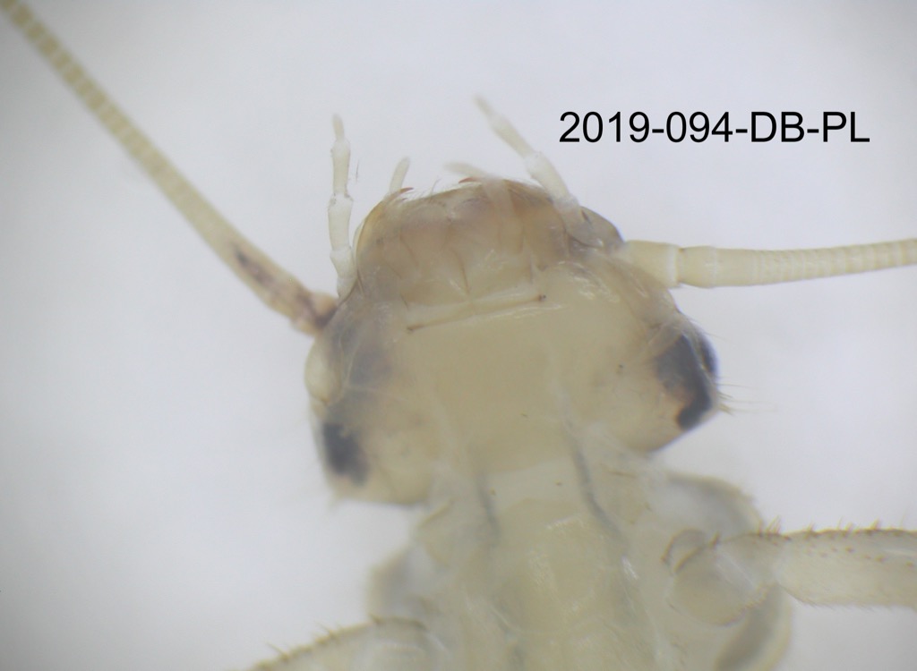 mouth ventral