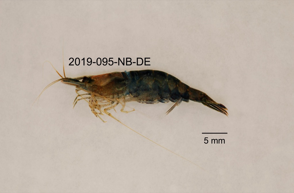 lateral