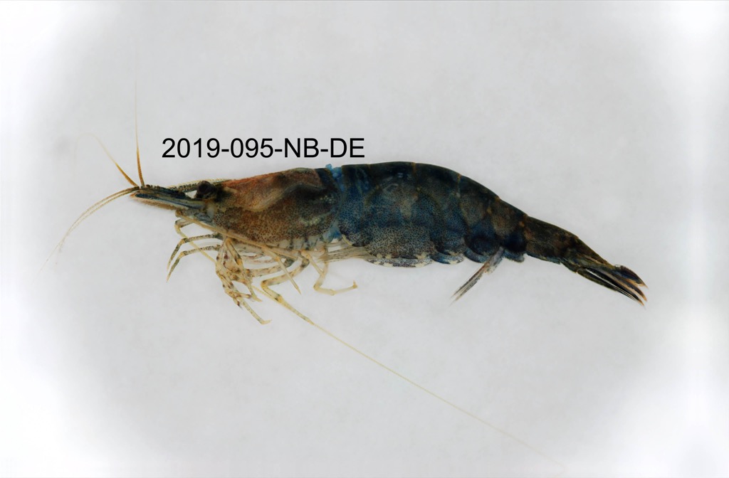 lateral