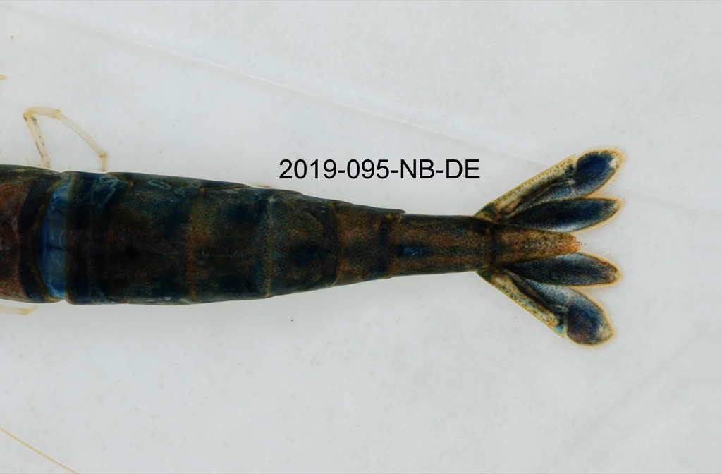 abdomen dorsal