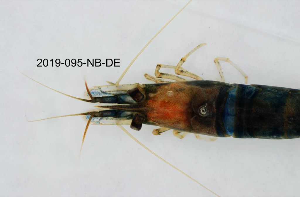 head dorsal