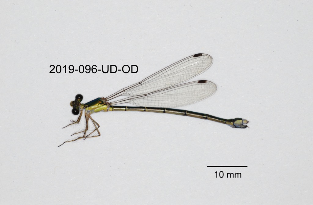 lateral