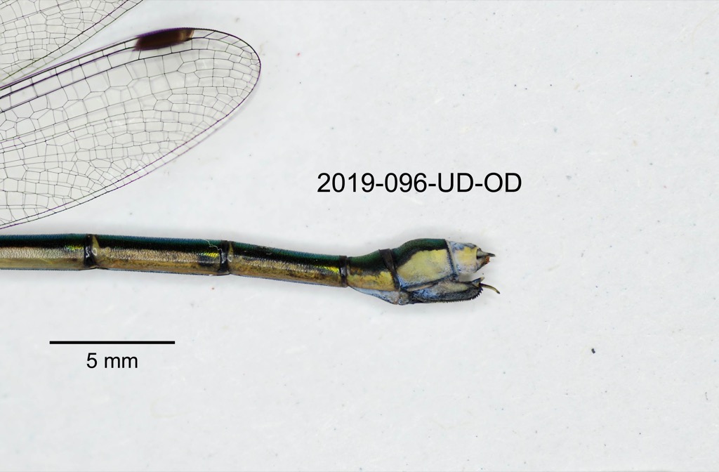 anal appendages lateral