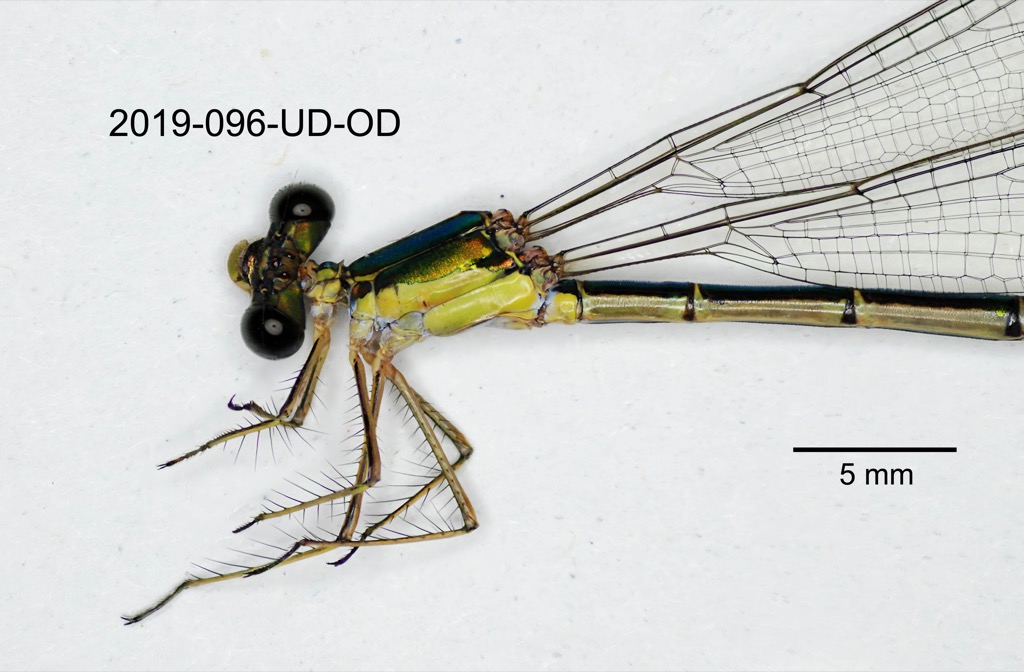 head and thorax lateral