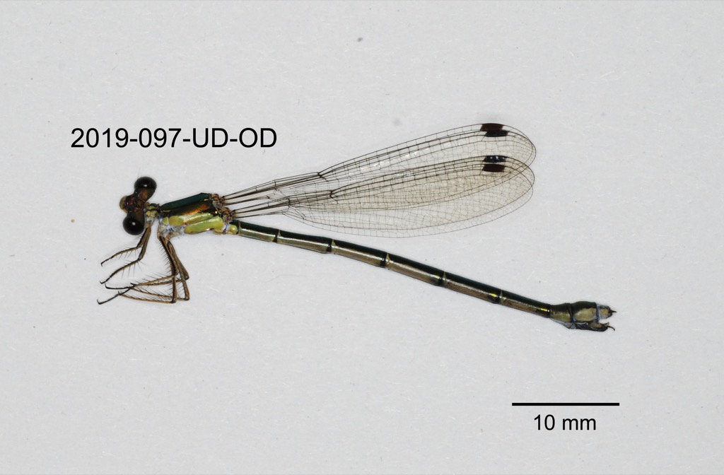 lateral