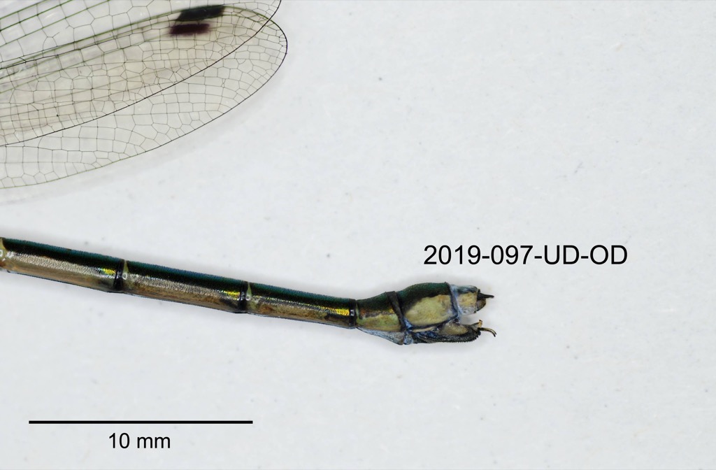 anal appendages lateral