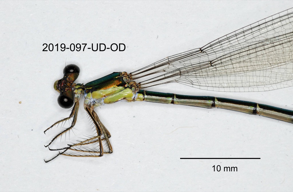head and thorax lateral