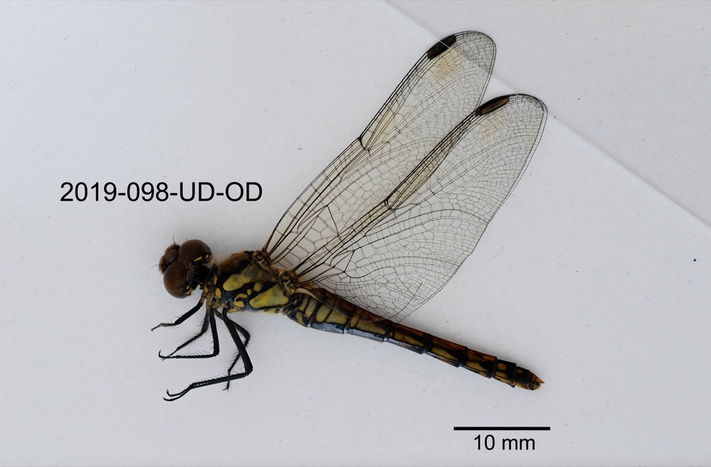 lateral