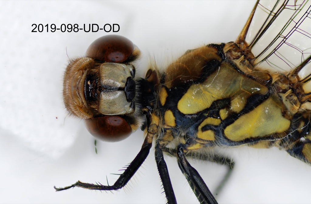head ventral