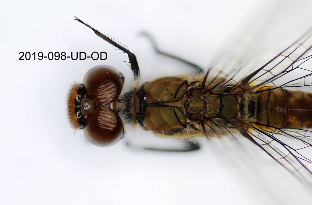 head and thorax dorsal