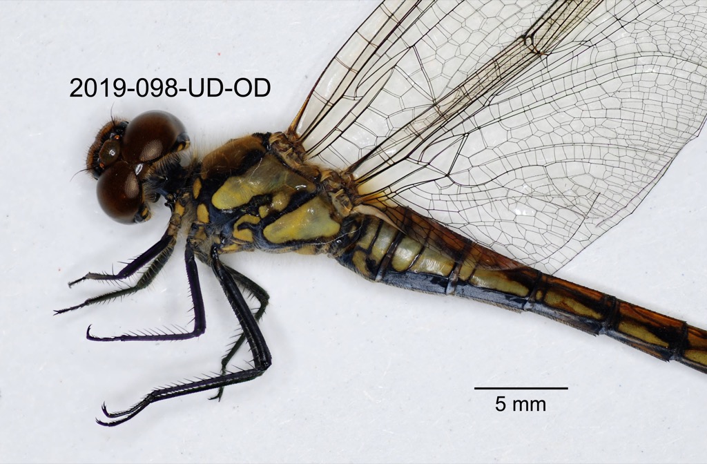 head and thorax lateral