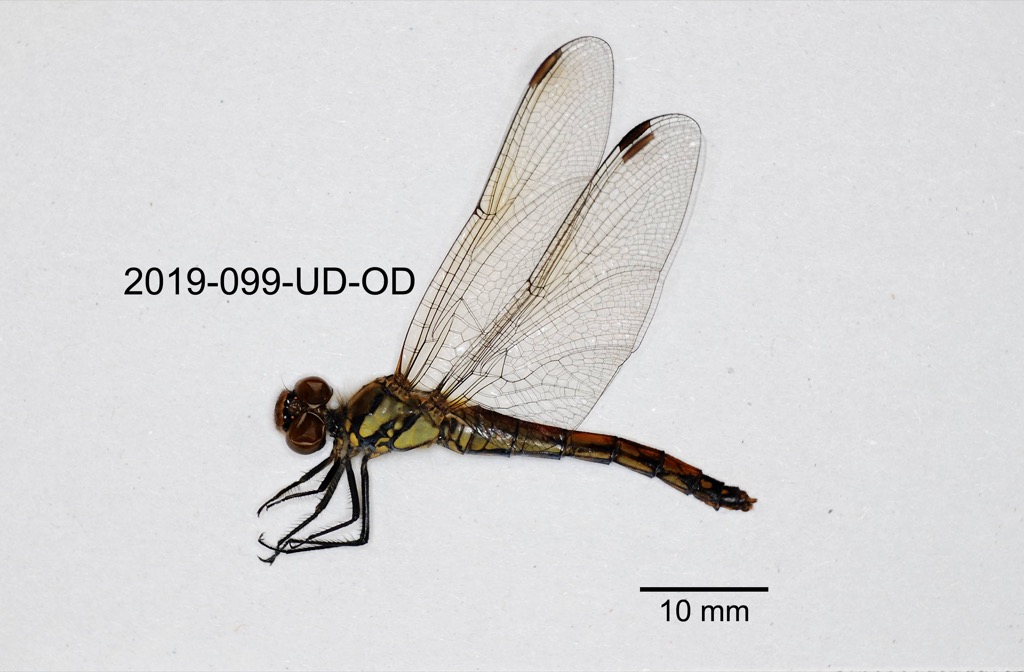 lateral