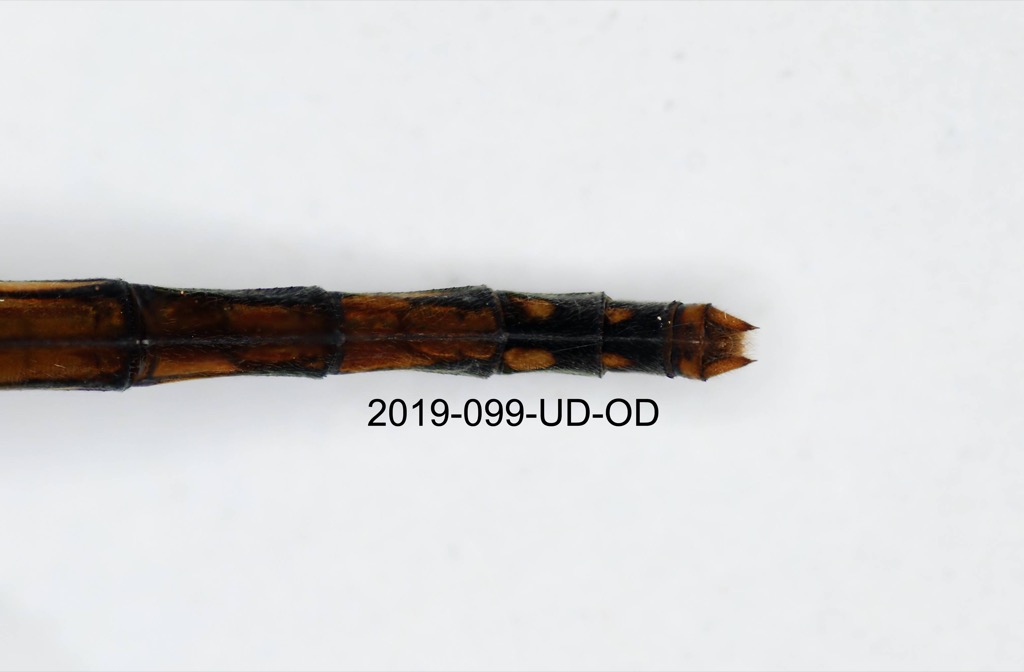 anal appendages dorsal