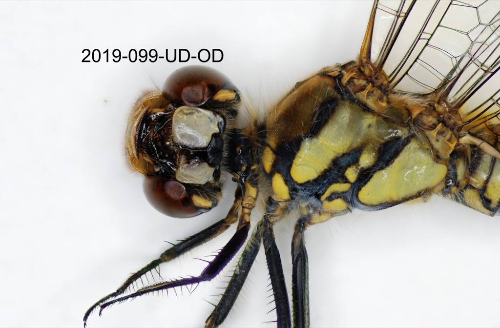 head ventral