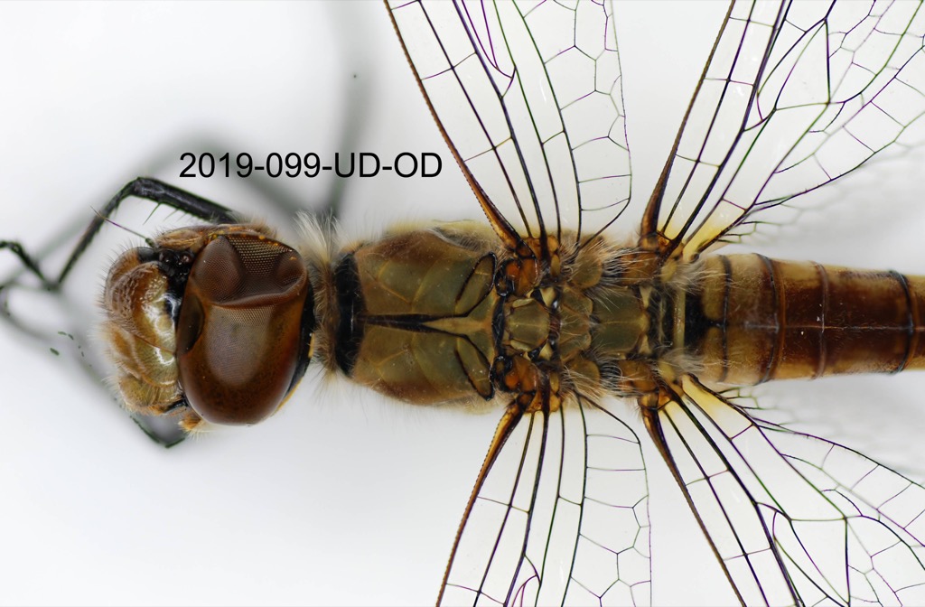 head and thorax dorsal