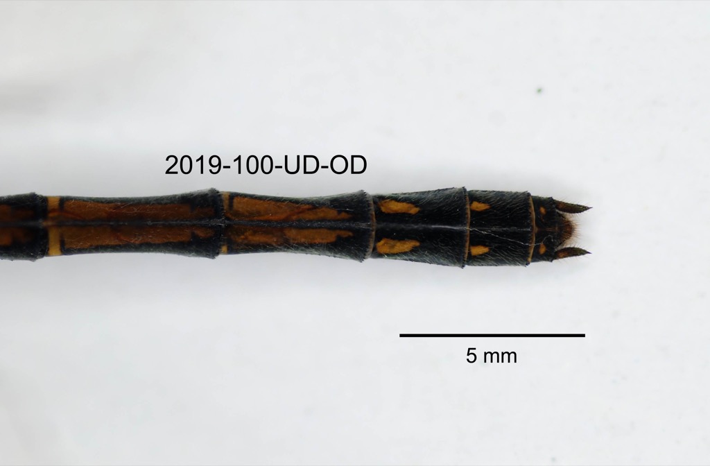 anal appendages dorsal