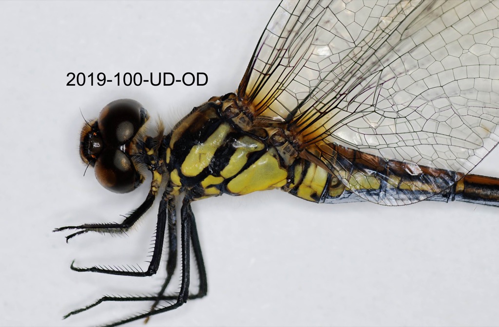 head and thorax lateral