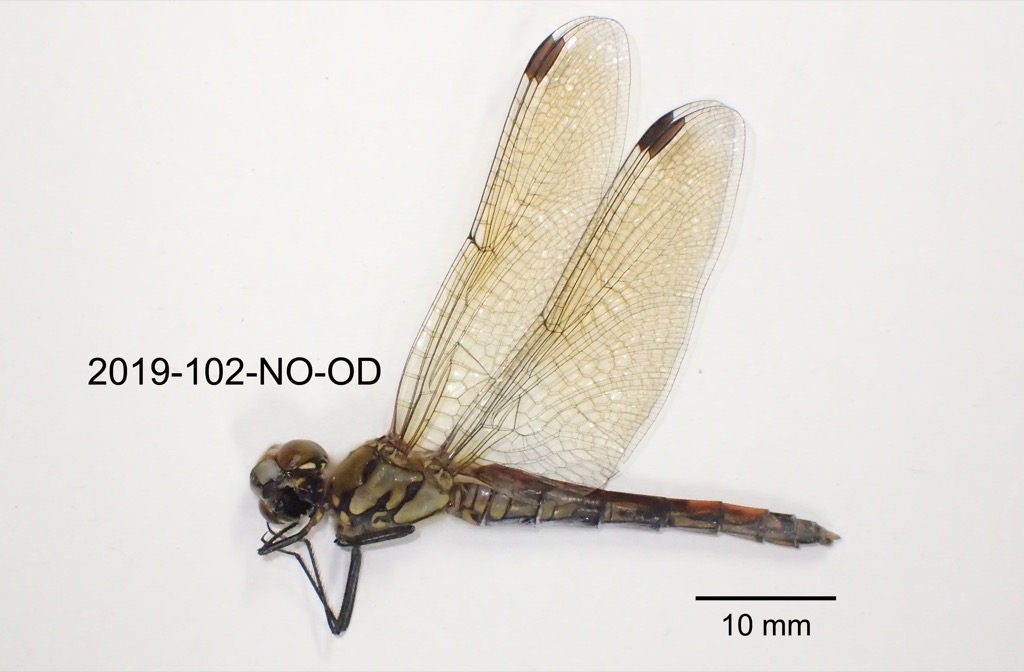 lateral