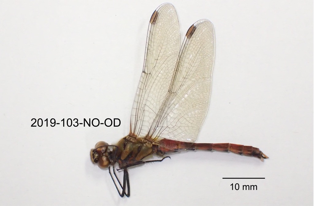 lateral